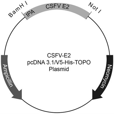 Cross-reactivities and cross-neutralization of different envelope glycoproteins E2 antibodies against different genotypes of classical swine fever virus